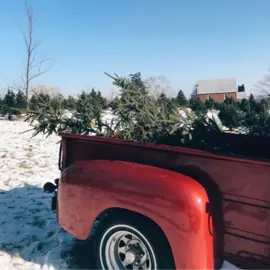Christmas-Trees-farms-Durham-Tourism.jpg