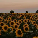 Flower-Farms---Lifestyle.jpg