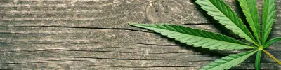 Cannabis leaf