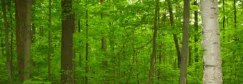 Trees-in-forest.jpg