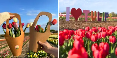 Pingles-Tulip-Days---Durham-Tourism-Blog-Cover.png