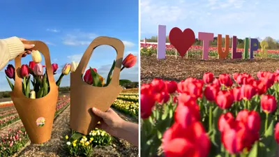 Pingles-Tulip-Days---Durham-Tourism-Blog-Cover.png