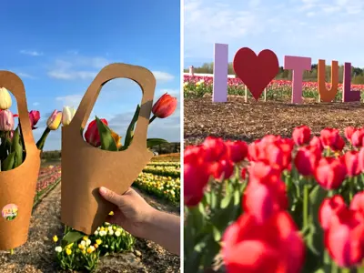 Pingles-Tulip-Days---Durham-Tourism-Blog-Cover.png