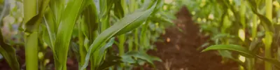 Close-up of a field with plants. 