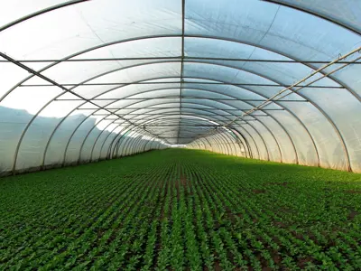 Project-10-Greenhouse.jpg