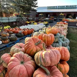Lintons-Farm-Market---Gather-at-the-Farm.jpg
