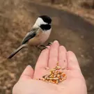 Bird-Watchers---Lifestyle.jpg