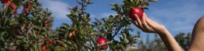 apple-picking-web-banner-1.jpg