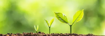 Three plants sprouting at different stages, smallest to largest, representing growth.