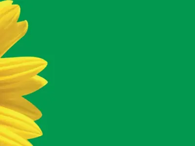 Sunflower-Program---TWID-Stories-banner-1.png